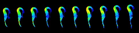 Ratiometric images reconstructed from the two channels eGFP and mRFP of the apo-pHusion sensor expressed in an Arabidopsis mutant during 220 min © Fabien Miart / Samantha Vernhettes