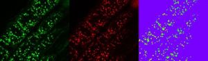 Ratiometric imaging for in vivo pH measurement © Samuel Laurent