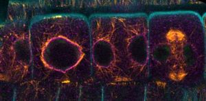 Cell divisions in Arabidospis root © Katia Belcram