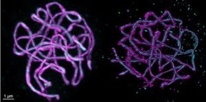 Observation of the synaptonemal complex structure during meiosis using confocal (left) and STED microscopy (right) © Aurélie Hurel / Mathilde Grelon