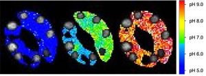 Ratio images of a stomata at different pH to generate a calibration curve of a biosensor. © Laëtitia Besse @ Imagerie-Gif / From: Demes, E.; Besse, L.; Cubero-Font, P.; Satiat-Jeunemaitre, B.; Thomine, S.; De Angeli, A. Dynamic Measurement of Cytosolic pH and [NO3−] Uncovers the Role of the Vacuolar Transporter AtCLCa in Cytosolic pH Homeostasis. Proceedings of the National Academy of Sciences 2020, 117 (26), 15343–15353. https://doi.org/10.1073/pnas.2007580117.
