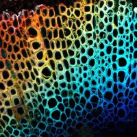 Cross-section of pomegranate stem labeled with propidium iodide. Observation with a confocal laser scanning microscope. © Romain Le Bars @ Imagerie-Gif