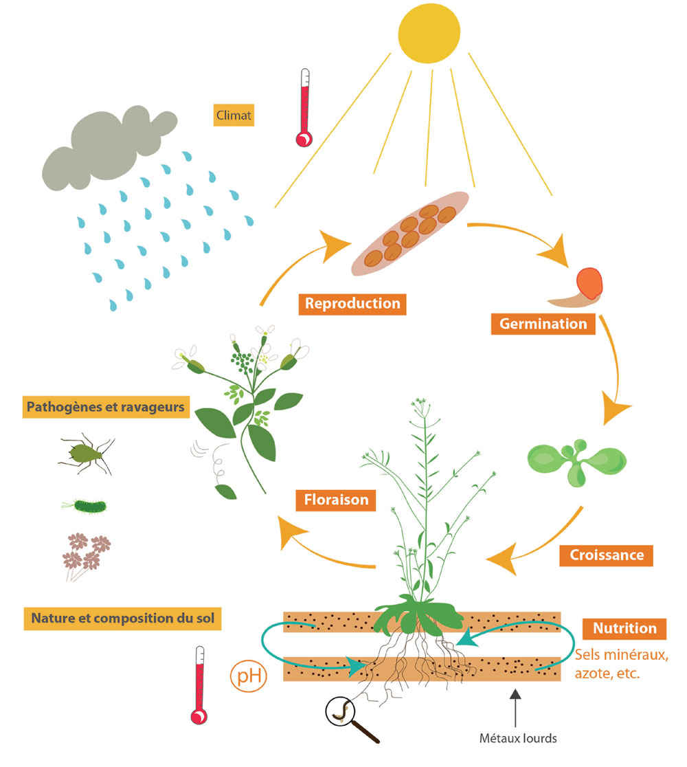 Schéma du cycle de vie de la plante dans son environnement